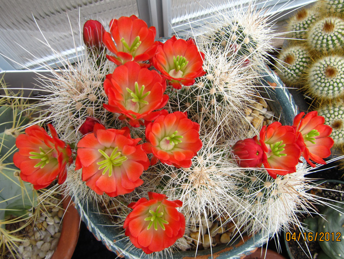 Echinocereus coccineus